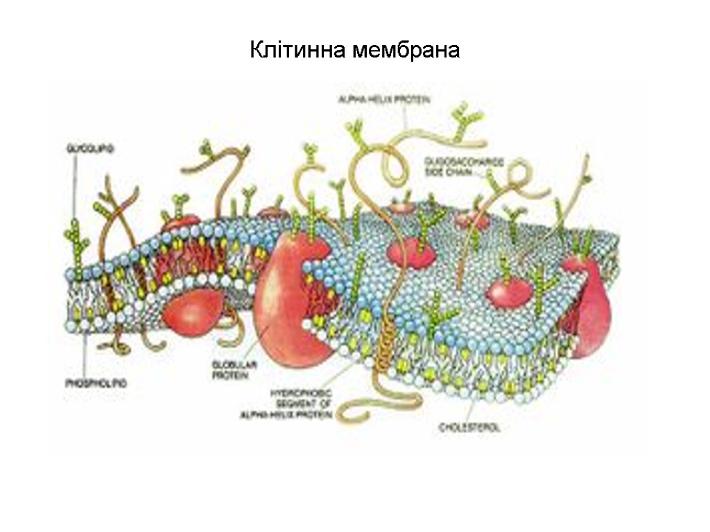 Клітинна мембрана